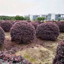 红花��木球报价 红花继木小苗价格