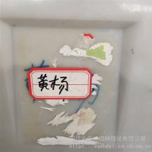 黄杨种子 发芽*** 价格便宜