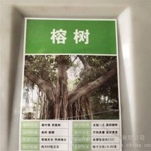 新采林木种籽 榕树种子 发芽率好 提供种植技术 量小可快递