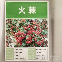 【火棘种子】 发芽率好 提供种植技术 支持快递发货